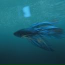 Фотография Тепляковой Екатерины