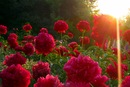 Єва Антонова фотография #34 (источник - https://vk.com/id140761851)
