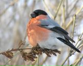 Фотография Фирсовой Ольги