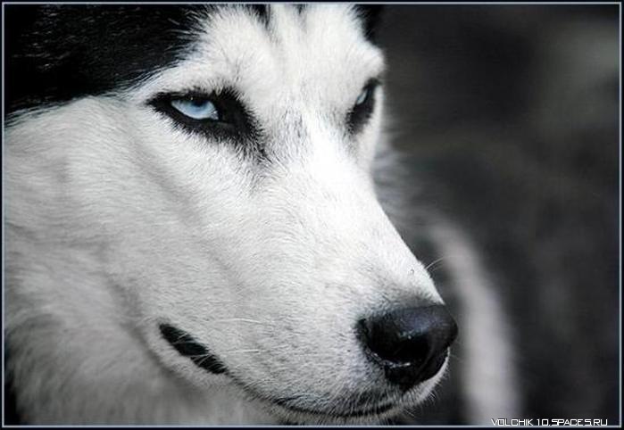 Дмитрий Тимошенко фотография #30