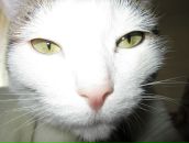 Фотография Кокоревой Екатерины