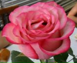 Фотография Тулаевой Елены