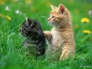 Соня Кіцила фотография #41 (источник - https://vk.com/id139174315)