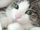 Кис-кис Кошаки™ фотография #8 (источник - https://vk.com/id133602296)
