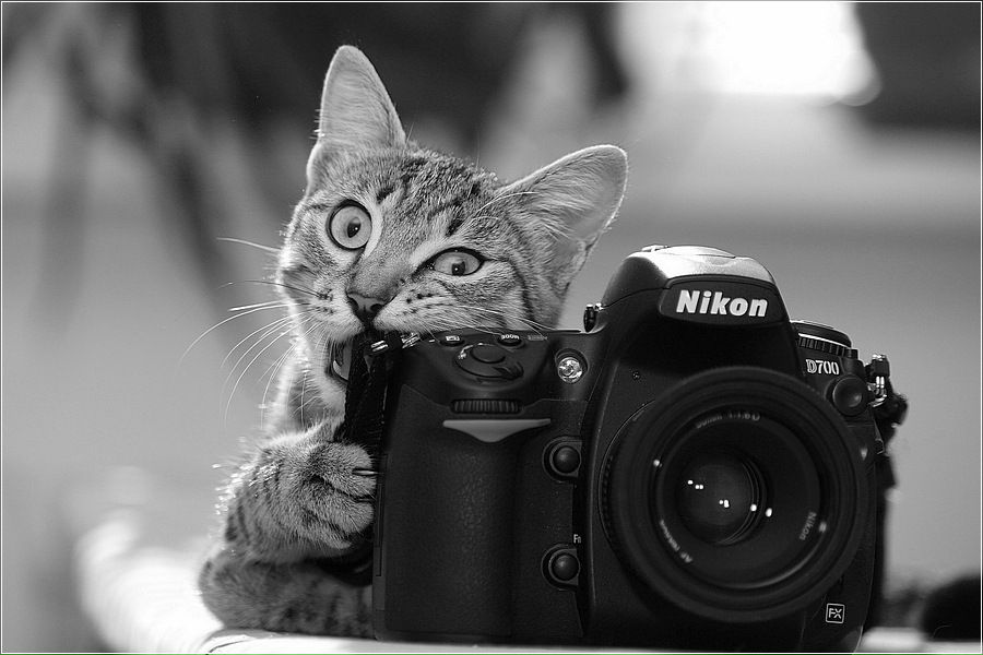 Дмитрий Кротиков фотография #20