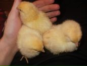 Фотография Аверьянова Дмитрия