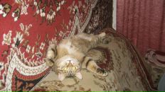 Дашка Модова фотография #47 (источник - https://vk.com/id2251602)