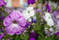 Дмитро Іванов фотография #45 (источник - https://vk.com/id7024687)