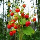 Фотография Соболевой Натальи