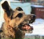 Фотография Гуцу Ивана