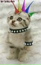 Κирилл Εфимов фотография #8 (источник - https://vk.com/id15202757)