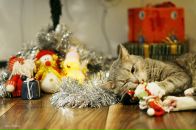 Сима Угарова фотография #39 (источник - https://vk.com/id1824811)