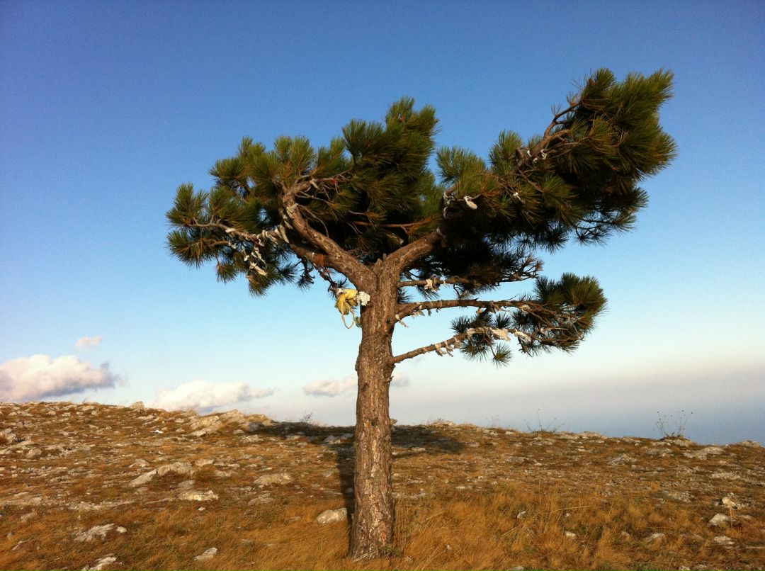 Света Давыдова фотография #11