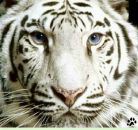 Фотография Паршина Елизавета