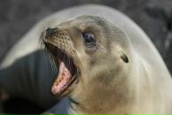 Фотография Курбановой Дианы