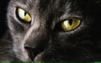 Фотография Пляскиной Анастасии