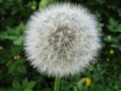 Маряна Сокіл фотография #16 (источник - https://vk.com/id8316949)