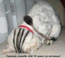 Коха. :) фотография #25 (источник - https://vk.com/id96415867)