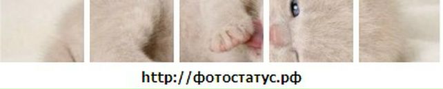 Вика Третьякова фотография #19 (источник - https://vk.com/id808294)