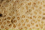 Фотография Рустаевой Нэли