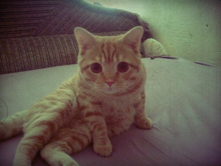 Александр Самсонов фотография #37