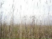 Фотография Захаровой Алисы