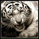 Фотография Faktopus Dmitry