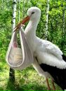 Людмила Лихошерст[гусева] фотография #45 (источник - https://vk.com/id150936095)