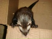 Фотография Baryshnikov Vitaliy