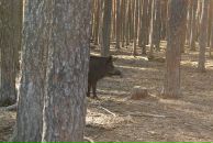 Фотография Smirnoff Александра