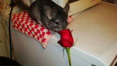 Фотография Трофимова Дениса