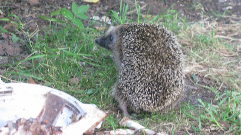 Катерина Старченко фотография #28