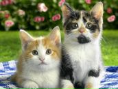 Лєра Баранешен фотография #18 (источник - https://vk.com/id94735568)