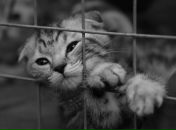 Наташа Бідочко фотография #23 (источник - https://vk.com/id17065035)