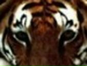 Альбина Хабибуллина фотография #16 (источник - https://vk.com/id30116118)