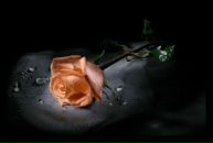Фотография Ковалевской Олеси