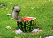 Фотография Лысых Марины