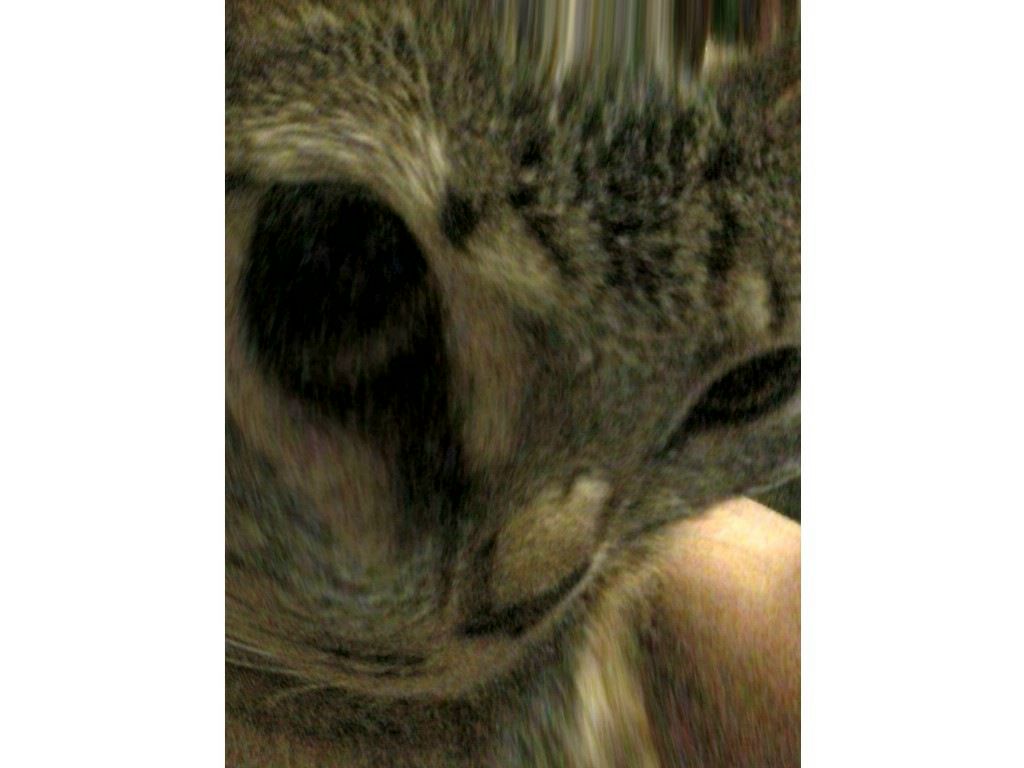 Rem Rem фотография #43