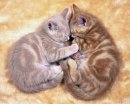 Игорь Ломакин фотография #18 (источник - https://vk.com/id3652419)