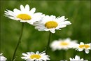 Umit Polat фотография #37 (источник - https://vk.com/id159428587)