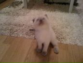 Оксана Долінська фотография #32 (источник - https://vk.com/id9744566)