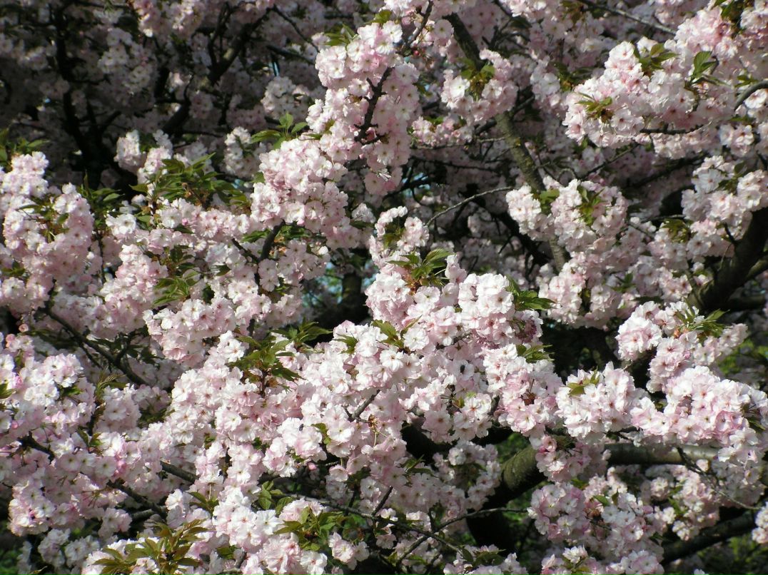 Антон Киселёв фотография #39