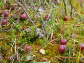 Степан Шадрин фотография #34 (источник - https://vk.com/id8910732)