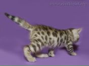 Фотография Симанович Ирины