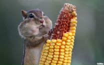 Фотография Елизаровой Марии