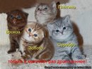 Аліна Плескун фотография #36 (источник - https://vk.com/id160249627)
