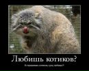 Володимир Вікторович фотография #9 (источник - https://vk.com/id161633282)