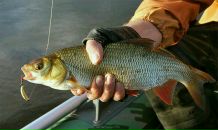 Фотография Черемных-Шмелева Сергея