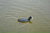 Juliette St фотография #21 (источник - https://vk.com/id32418344)