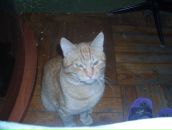 Фотография Гусак Надежды